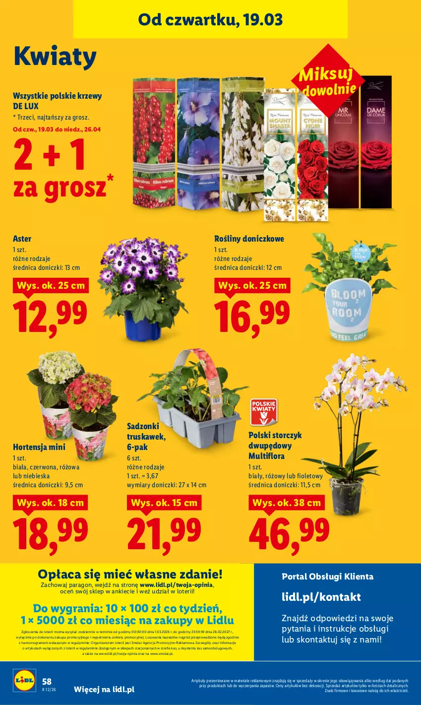 Gazetka promocyjna Lidl - GAZETKA - ważna 19.03 do 21.03.2026 - strona 58 - produkty: Flora, Gra, Laur, Mola, Por, Portal, Storczyk