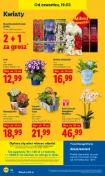 Gazetka promocyjna Lidl - GAZETKA - Gazetka - ważna od 21.03 do 21.03.2026 - strona 58 - produkty: Por, Gra, Portal, Laur, Storczyk, Mola, Flora