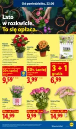 Gazetka promocyjna Lidl - Gazetka ważna od 22.06 do 24.06 - Gazetka - ważna od 24.06 do 24.06.2026 - strona 87 - produkty: Sok, Gra, Gerber, Kalanchoe, Bukiet