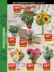 Gazetka promocyjna Delikatesy Centrum - Franczyza DC30 Czwartek - Gazetka - ważna od 30.07 do 30.07.2025 - strona 17 - produkty: Rum, Bukiet
