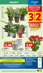 Gazetka promocyjna Lidl - GAZETKA - Gazetka - ważna od 03.01 do 03.01.2024 - strona 49 - produkty: Sok, Por, Gry, Cień, O nas, Mola, Bukiet, Sukulent, Osłonka