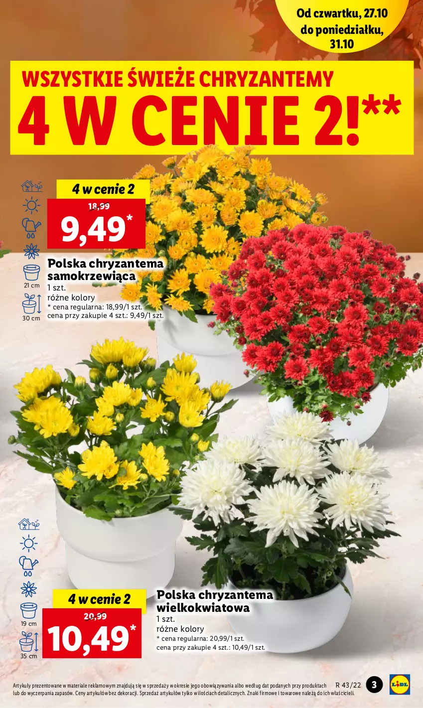 Gazetka promocyjna Lidl - GAZETKA - ważna 27.10 do 31.10.2022 - strona 3 - produkty: Chryzantema