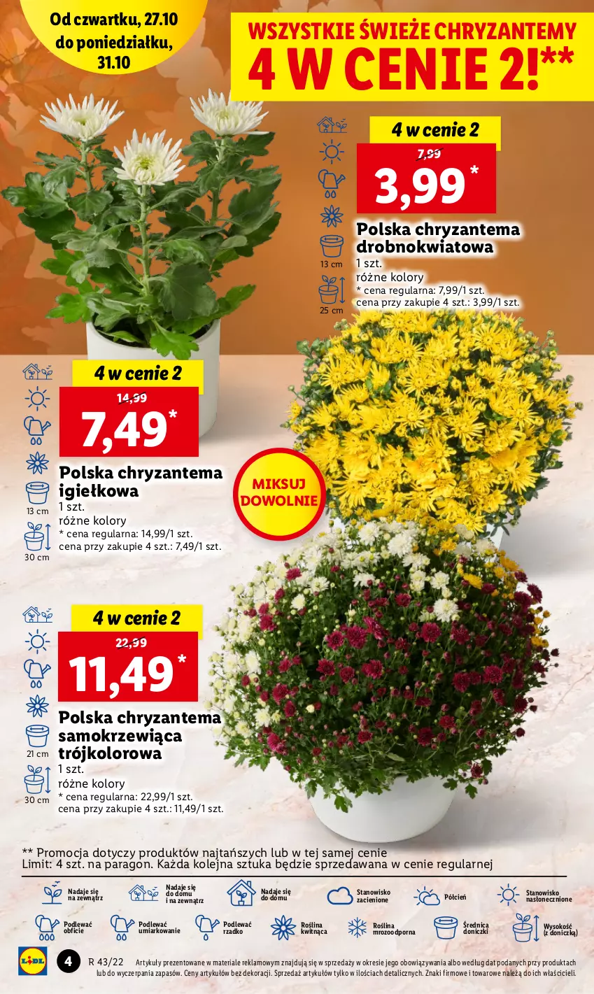 Gazetka promocyjna Lidl - GAZETKA - ważna 27.10 do 31.10.2022 - strona 4 - produkty: Chryzantema, Cień, O nas, Olej, Por, Sok