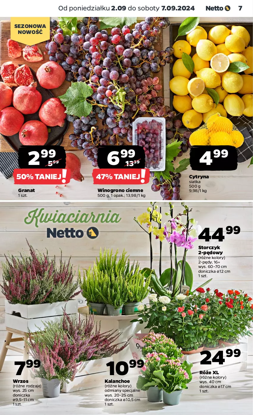 Gazetka promocyjna Netto - Artykuły spożywcze - ważna 02.09 do 07.09.2024 - strona 7 - produkty: Gra, Granat, Kalanchoe, Siatka, Storczyk, Wino