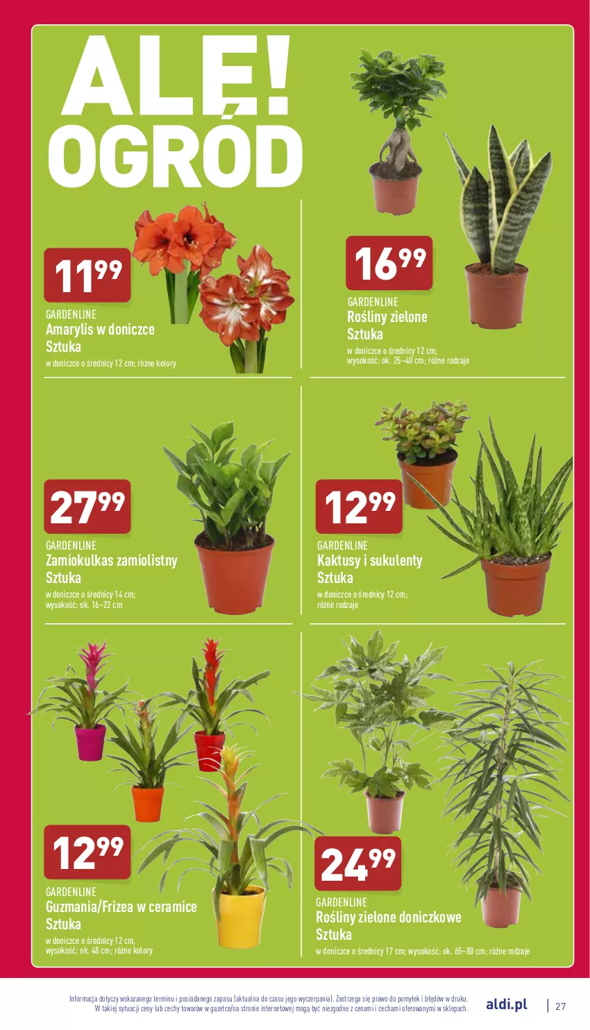 Gazetka promocyjna Aldi - Pełny katalog - ważna 17.01 do 22.01.2022 - strona 27 - produkty: Amarylis, Kaktus, Sok, Sukulent