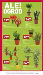 Gazetka promocyjna Aldi - Pełny katalog - Gazetka - ważna od 22.01 do 22.01.2022 - strona 27 - produkty: Sok, Kaktus, Amarylis, Sukulent