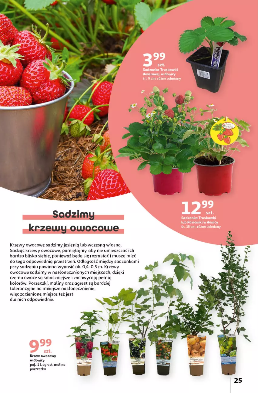 Gazetka promocyjna Auchan - Gazetka Piękno wokół Twojego domu Hipermarket Auchan - ważna 04.04 do 15.05.2024 - strona 25 - produkty: Gres, Maliny, Mięta, Mus, Owoce, Por