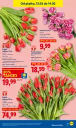 Gazetka promocyjna Lidl - GAZETKA - Gazetka - ważna od 14.02 do 14.02.2026 - strona 11 - produkty: Sok, Tulipan, Bukiet