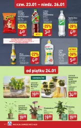 Gazetka promocyjna Aldi - Pełna oferta - Gazetka - ważna od 26.01 do 26.01.2025 - strona 28 - produkty: Piwa, Piwo, Ludwik, Ketchup, Cheetos, Sok, Gra, Hiacynt, Do mycia naczyń, Płyn do mycia naczyń, Chrupki, Dron, Corona Extra, Tymbark, Narcyz, Napój niegazowany, Płyn do mycia, Sprite, Napój