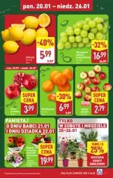 Gazetka promocyjna Aldi - Pełna oferta - Gazetka - ważna od 26.01 do 26.01.2025 - strona 7 - produkty: Mandarynki, Sok, Gra, Granat, Cytryny, Winogrona, Bukiet, Wino, Mięta, Jabłka