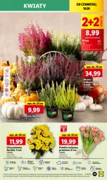 Gazetka promocyjna Lidl - GAZETKA - Gazetka - ważna od 21.09 do 21.09.2024 - strona 53 - produkty: Sok, Por, Gra, Tulipan, Cień, O nas, Bukiet