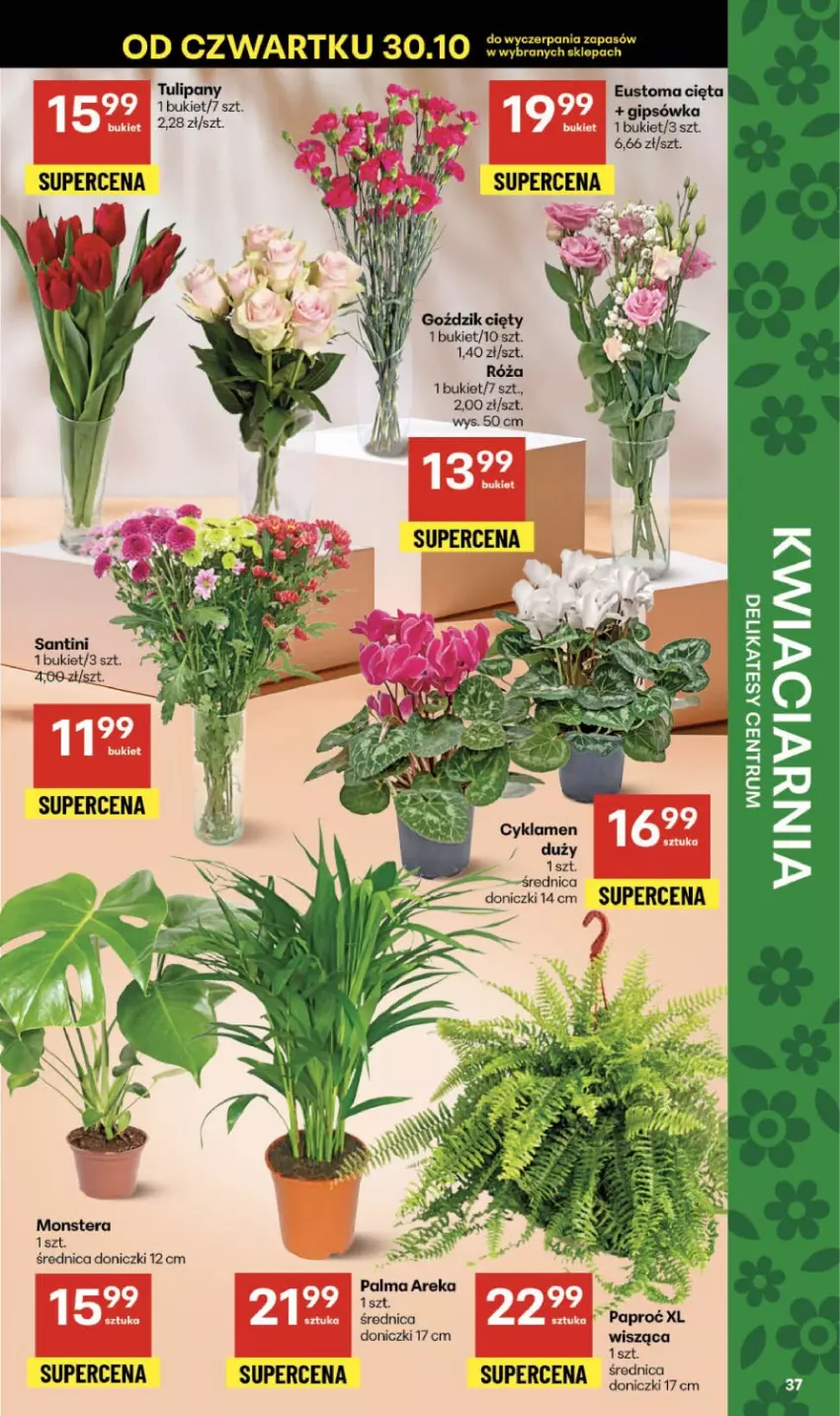 Gazetka promocyjna Delikatesy Centrum - Franczyza DC44 Czwartek - ważna 30.10 do 05.11.2025 - strona 37 - produkty: Bukiet, Cyklamen, Róża, Tera, Tran, Tulipan