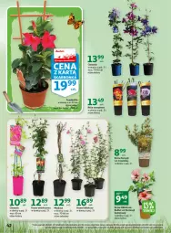 Gazetka promocyjna Auchan - Gazetka Wiosenne korzyści Hipermarket Auchan - Gazetka - ważna od 26.04 do 26.04.2023 - strona 42 - produkty: Hibiskus, Róża, Kiwi, Minikiwi, Bukiet, Orka, Fa