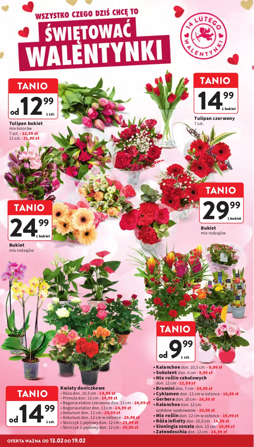 Gazetka promocyjna Intermarche - Gazetka Intermarche - ważna 13.02 do 19.02.2025 - strona 8 - produkty: Bukiet, Chia, Cyklamen, Gerber, Kalanchoe, Primula, Róża, Storczyk, Sukulent, Tulipan