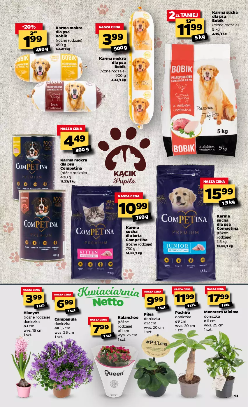 Gazetka promocyjna Netto - Oferta tygodnia - ważna 22.02 do 27.02.2021 - strona 13 - produkty: Campanula, Hiacynt, Kalanchoe, Tera