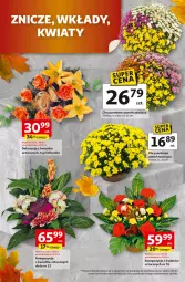 Gazetka promocyjna Auchan - Gazetka Wielkie przeboje cenowe Hipermarket Auchan - Gazetka - ważna od 22.10 do 22.10.2025 - strona 4 - produkty: Chryzantema, Fa