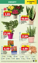 Gazetka promocyjna Lidl - GAZETKA - Gazetka - ważna od 17.02 do 17.02.2024 - strona 45 - produkty: Cebula, Sok, Por, Papier, Prymula, Cień, O nas, Tera, Mięta