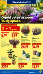 Gazetka promocyjna Lidl - Gazetka ważna od 21.09. do 23.09 - Gazetka - ważna od 23.09 do 23.09.2026 - strona 91 - produkty: Sok, Gra, Kaktus, Cynk, Ogród, Sukulent, Osłonka