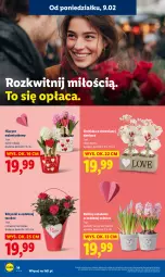 Gazetka promocyjna Lidl - GAZETKA - Gazetka - ważna od 11.02 do 11.02.2026 - strona 14 - produkty: Hiacynt, Narcyz