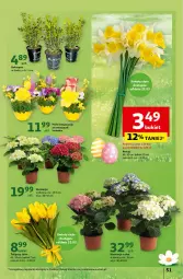 Gazetka promocyjna Auchan - Wielkanoc z najlepszej cenie! Część 2. Hipermarket Auchan - Gazetka - ważna od 30.03 do 30.03.2024 - strona 51 - produkty: Tulipan, Bukiet, Narcyz, Fa