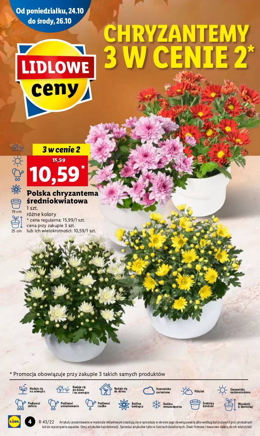 Gazetka promocyjna Lidl - GAZETKA - ważna 24.10 do 26.10.2022 - strona 4 - produkty: Chryzantema, Cień, O nas, Por, Sok