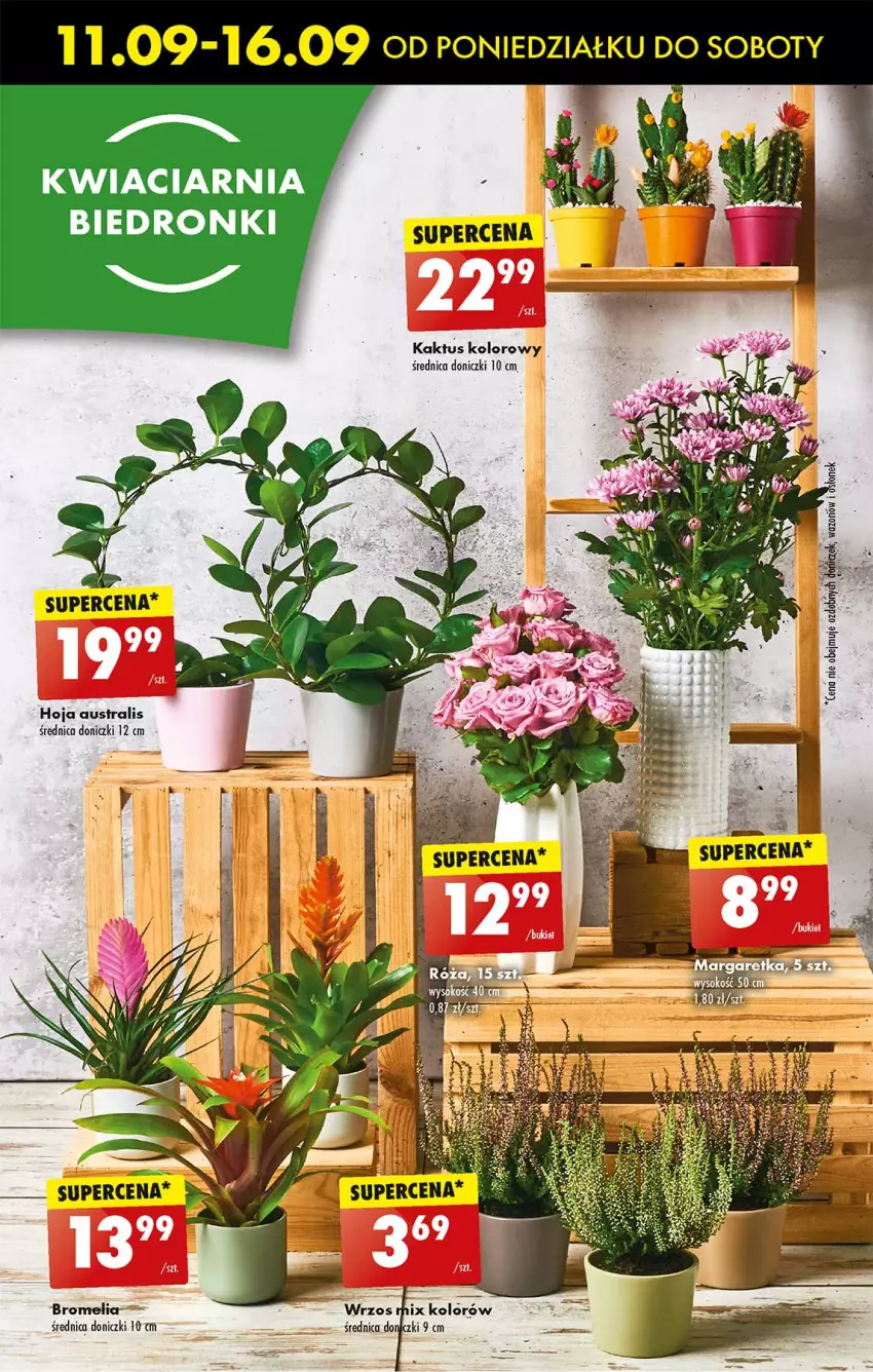 Gazetka promocyjna Biedronka - Od poniedzialku - ważna 11.09 do 16.09.2023 - strona 49 - produkty: Bromelia, Dron