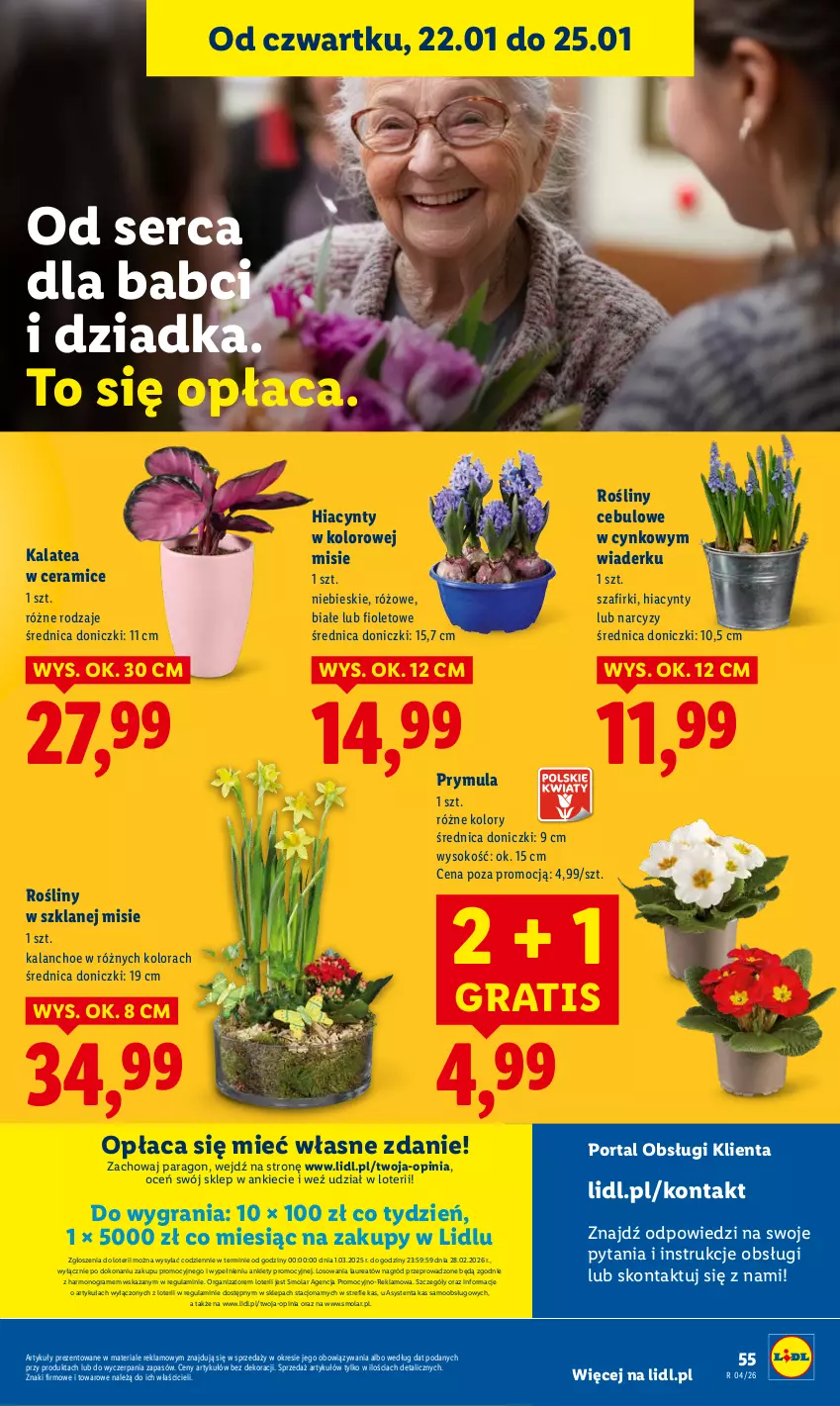 Gazetka promocyjna Lidl - GAZETKA - ważna 22.01 do 25.01.2026 - strona 55 - produkty: Cynk, Gra, Hiacynt, Kalanchoe, Laur, Mola, Narcyz, Por, Portal, Prymula, Ser, Sok
