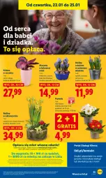 Gazetka promocyjna Lidl - GAZETKA - Gazetka - ważna od 25.01 do 25.01.2026 - strona 55 - produkty: Sok, Ser, Por, Gra, Hiacynt, Prymula, Cynk, Portal, Kalanchoe, Laur, Mola, Narcyz