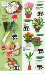 Gazetka promocyjna Kaufland - Gazetka tygodnia - Gazetka - ważna od 17.01 do 17.01.2024 - strona 29 - produkty: Piec, Cebula, Por, Hiacynt, Seler korzeń, Róża, Kalanchoe, Grunt