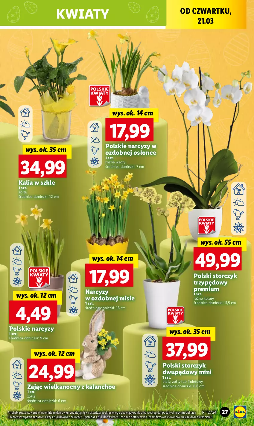 Gazetka promocyjna Lidl - GAZETKA - ważna 21.03 do 24.03.2024 - strona 29 - produkty: Kalanchoe, Narcyz, Storczyk