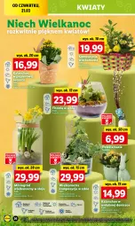 Gazetka promocyjna Lidl - GAZETKA - Gazetka - ważna od 24.03 do 24.03.2024 - strona 28 - produkty: Papier, Cień, O nas, Kalanchoe, Narcyz, Ogród