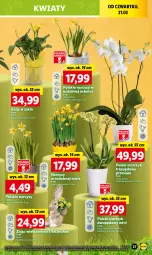 Gazetka promocyjna Lidl - GAZETKA - Gazetka - ważna od 24.03 do 24.03.2024 - strona 29 - produkty: Kalanchoe, Storczyk, Narcyz