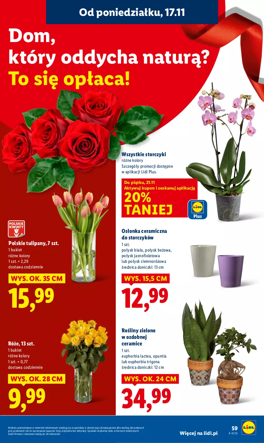 Gazetka promocyjna Lidl - GAZETKA - ważna 17.11 do 19.11.2025 - strona 59 - produkty: Bukiet, Osłonka, Storczyk, Tulipan