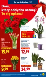 Gazetka promocyjna Lidl - GAZETKA - Gazetka - ważna od 19.11 do 19.11.2025 - strona 59 - produkty: Tulipan, Storczyk, Bukiet, Osłonka