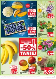 Gazetka promocyjna Kaufland - Gazetka tygodnia - Gazetka - ważna od 11.09 do 11.09.2024 - strona 9 - produkty: Banany, Chryzantema, Papryka, Kalanchoe, Mango, Melon, Miecz