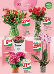 Gazetka promocyjna Dino - Gazetka 21 / 2024 - Gazetka - ważna od 28.05 do 28.05.2024 - strona 46 - produkty: Sok, Tulipan, Kalanchoe, Storczyk, Bukiet