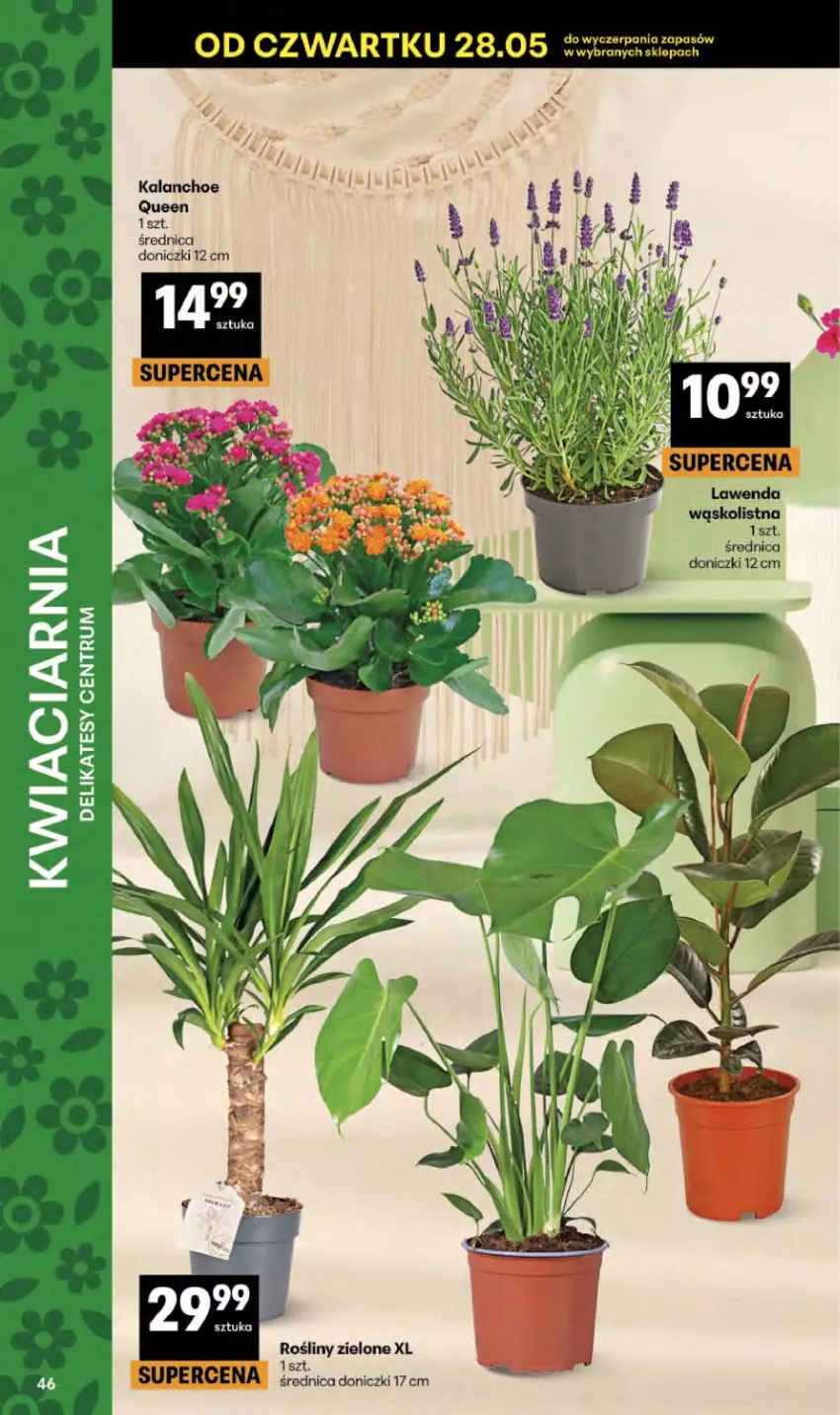 Gazetka promocyjna Delikatesy Centrum - Franczyza DC22 Czwartek - ważna 28.05 do 10.06.2026 - strona 46 - produkty: Kalanchoe
