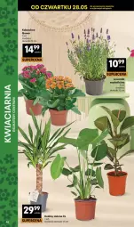 Gazetka promocyjna Delikatesy Centrum - Franczyza DC22 Czwartek - Gazetka - ważna od 10.06 do 10.06.2026 - strona 46 - produkty: Kalanchoe