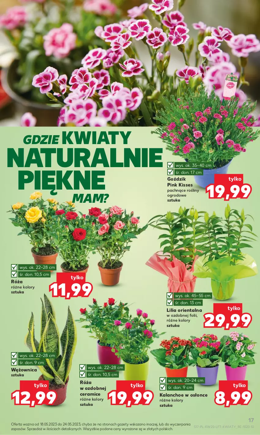 Gazetka promocyjna Kaufland - Gazetka tygodnia - ważna 18.05 do 24.05.2023 - strona 17 - produkty: Kalanchoe, Róża