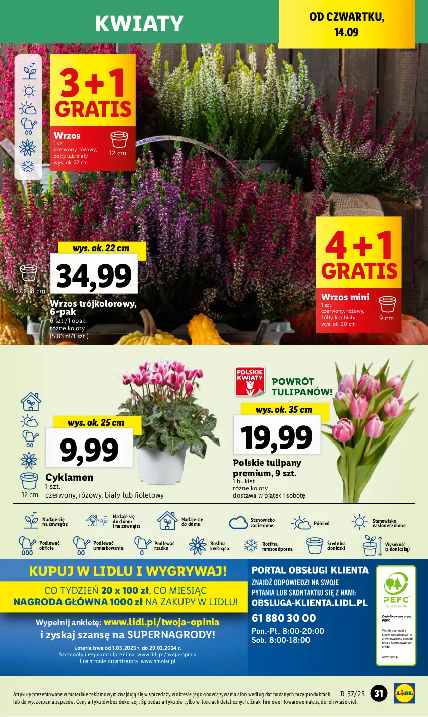 Gazetka promocyjna Lidl - GAZETKA - ważna 14.09 do 16.09.2023 - strona 43 - produkty: Bukiet, Cień, Cyklamen, Gra, Gry, Mola, O nas, Por, Sok, Tulipan