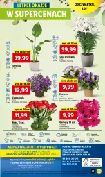 Gazetka promocyjna Lidl - GAZETKA - Gazetka - ważna od 08.07 do 08.07.2023 - strona 63 - produkty: Campanula, Sok, Por, Gry, Gerber, Cień, O nas, Mola, Bukiet