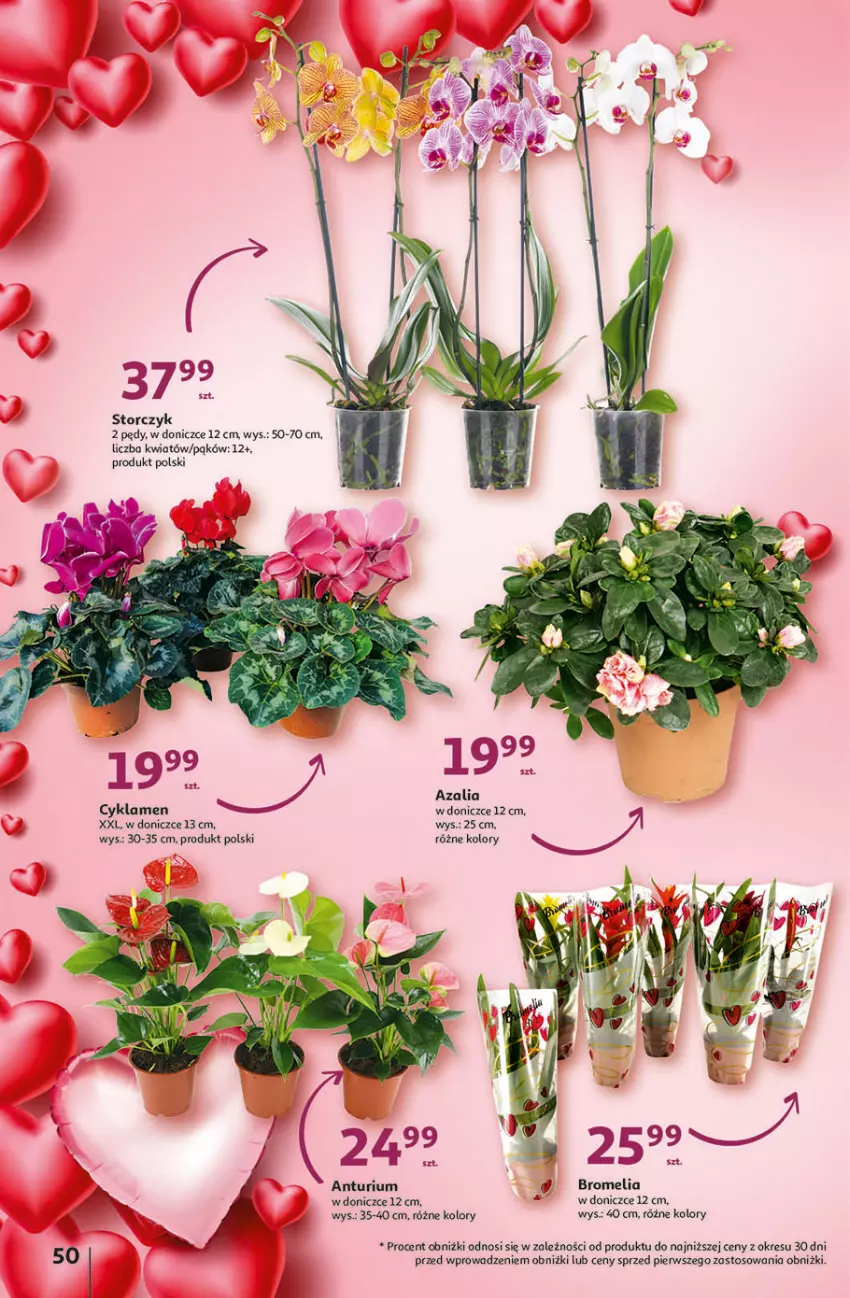 Gazetka promocyjna Auchan - Gazetka Świat Pełen Smaku Hipermarket Auchan - ważna 01.02 do 07.02.2024 - strona 50 - produkty: Bromelia, Cyklamen, Storczyk