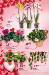 Gazetka promocyjna Auchan - Gazetka Świat Pełen Smaku Hipermarket Auchan - Gazetka - ważna od 07.02 do 07.02.2024 - strona 50 - produkty: Cyklamen, Storczyk, Bromelia