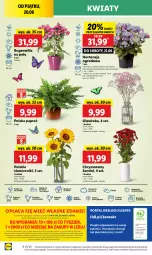Gazetka promocyjna Lidl - GAZETKA - Gazetka - ważna od 21.06 do 21.06.2025 - strona 50 - produkty: Sok, Por, Gra, Cień, O nas, Portal, Laur, Mola, Bukiet