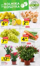 Gazetka promocyjna Intermarche - Gazetka Intermarche - Gazetka - ważna od 30.11 do 30.11.2022 - strona 14 - produkty: Cebula, Szlumbergera, Wino