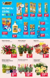 Gazetka promocyjna Stokrotka - Supermarket - Gazetka - ważna od 27.01 do 27.01.2021 - strona 19 - produkty: Gin, Hiacynt, Tulipan, Długopis, Flamastry, Klej, Bromelia, Bukiet