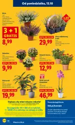 Gazetka promocyjna Lidl - GAZETKA - Gazetka - ważna od 15.10 do 15.10.2025 - strona 64 - produkty: Por, Gra, Portal, Kalanchoe, Laur, Storczyk, Mola