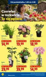 Gazetka promocyjna Lidl - Gazetka ważna od 1.06 do 3.06 - Gazetka - ważna od 03.06 do 03.06.2026 - strona 106 - produkty: Gra, Gerber, Bukiet, Grafika