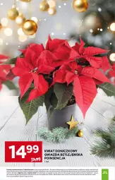 Gazetka promocyjna Stokrotka - Market - Gazetka - ważna od 03.12 do 03.12.2025 - strona 14 - produkty: Warzywa, Gwiazda, Owoce, Mięso