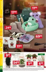 Gazetka promocyjna Stokrotka - Market - Gazetka - ważna od 03.12 do 03.12.2025 - strona 24 - produkty: Piernik, Warzywa, Gra, Kapcie, Maskotka pluszowa, Kalanchoe, Owoce, Kubek, Skrzat, Mięso, Imbir